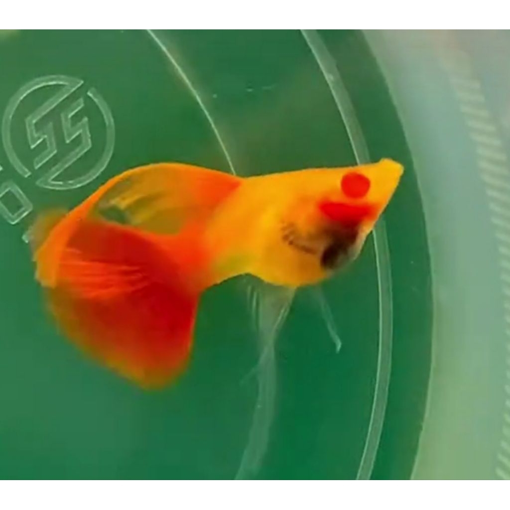 (Hiasan Aquarium)Guppy AFR SB GB RIBBON FIN C