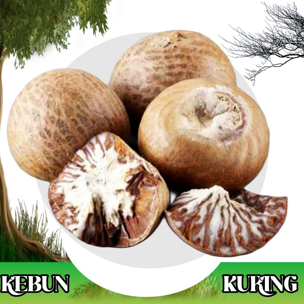 pinang tua kering kupas 1 kg / pinang herbal / jambe kupas kering