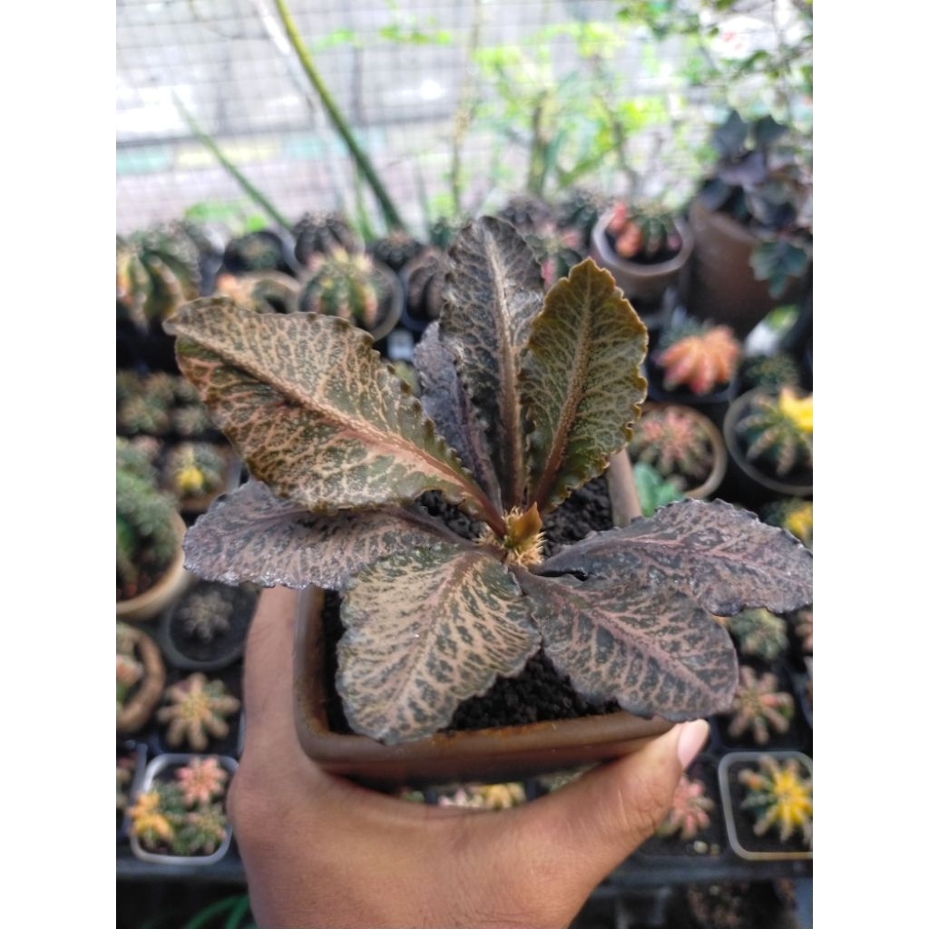 Euphorbia Francoisii Hybrid Daun Marble