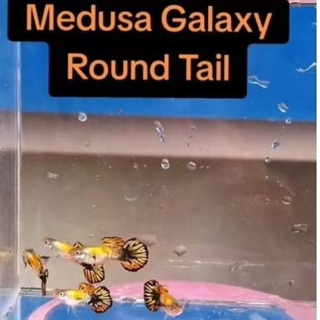 Guppy Medusa Galaxy Roundtail | Grade A+ | Hiasan Akuarium