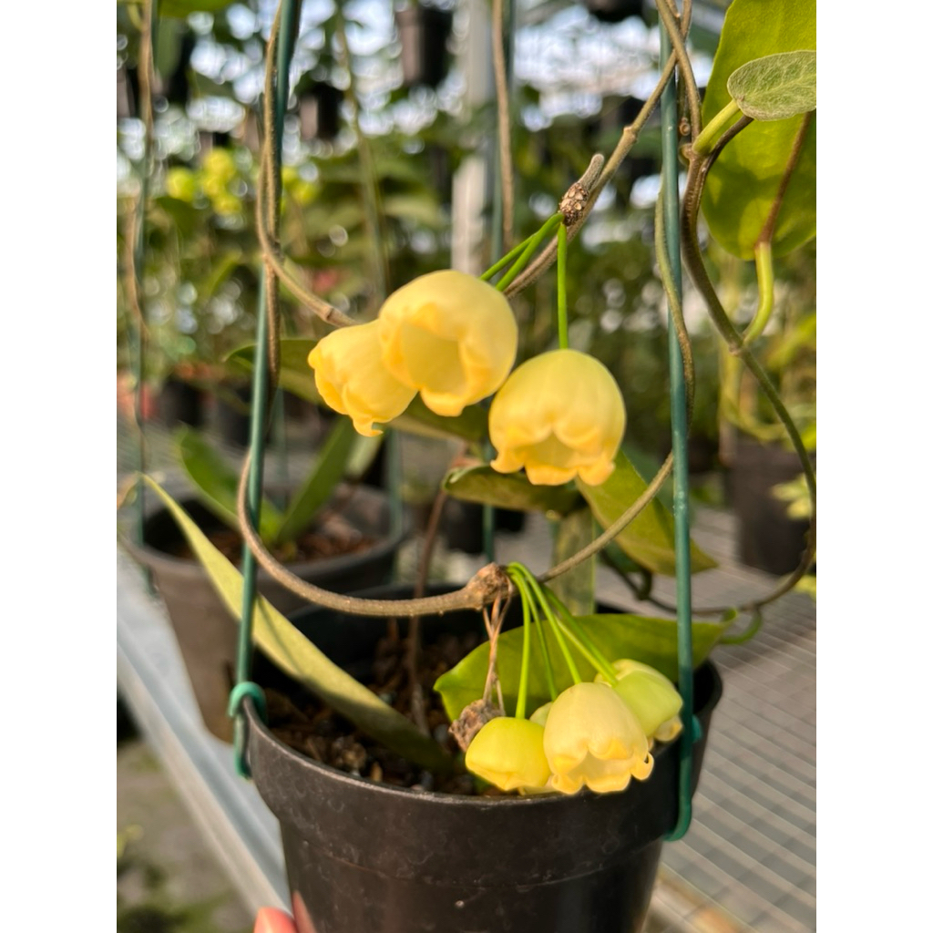 Hoya Inflata Spesies Papua Langka