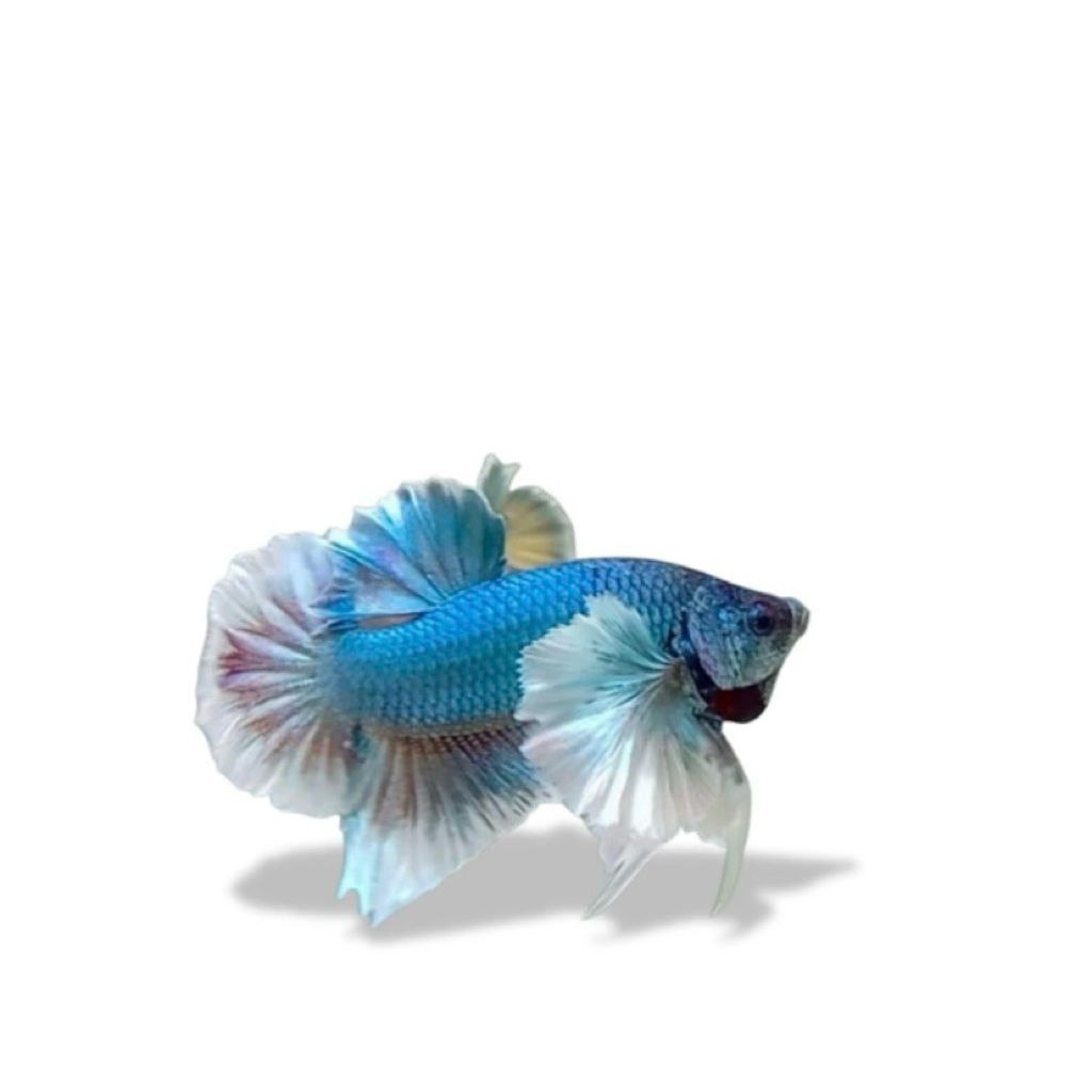 cupang plakat dumbo ear