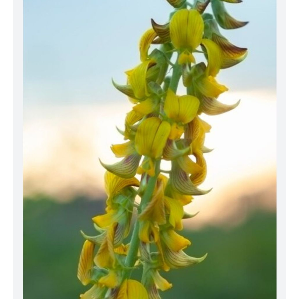 50 biji benih bunga orok-orok crotalaria pallida