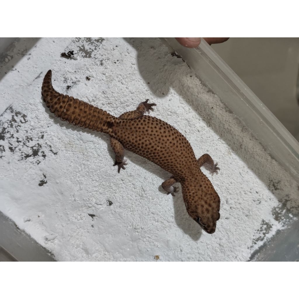 mainan aft african fat tailed gecko patty ph snow male proven