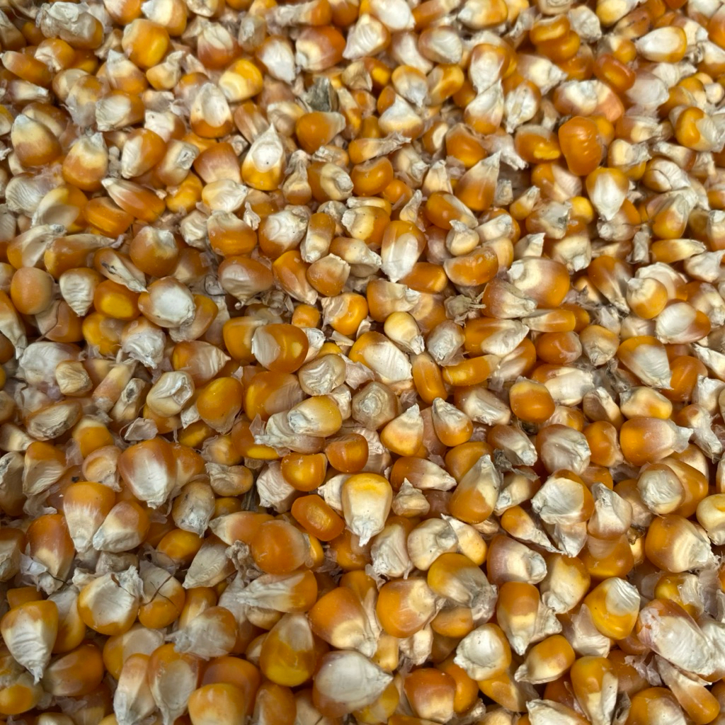 Jagung Pipil Kering 1kg