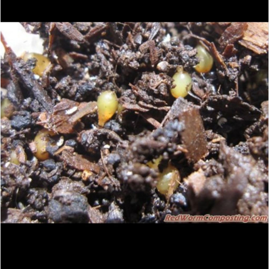 telur cacing/kokon Lumbricus rubellus 100pcs