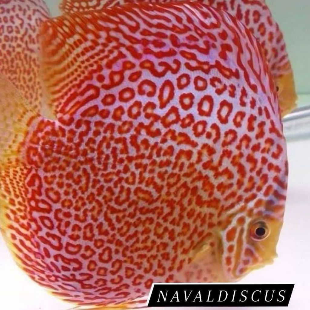 Discus aquascape leopard ring ikan hias aquarium
