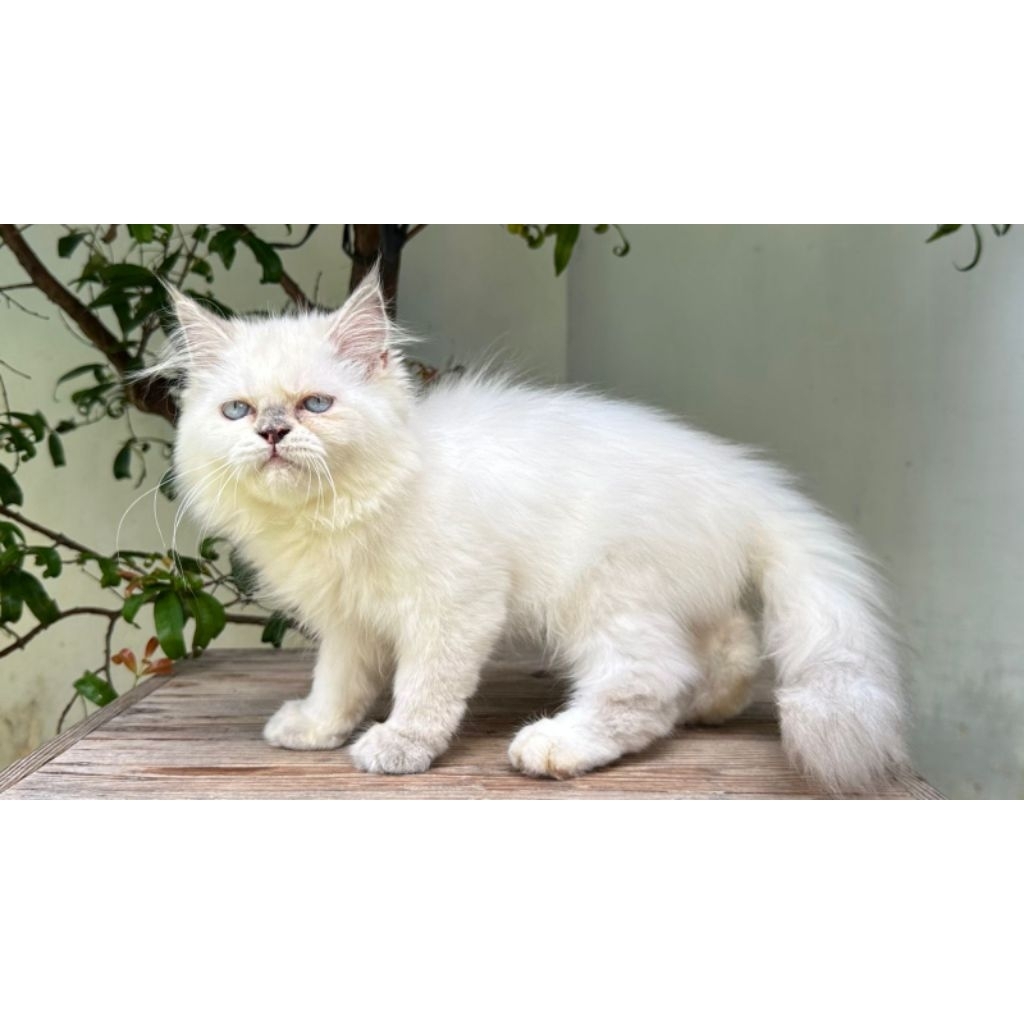 KUCING HIMALAYA FLATNOSE BETINA 3 BULAN BLUEPOINT