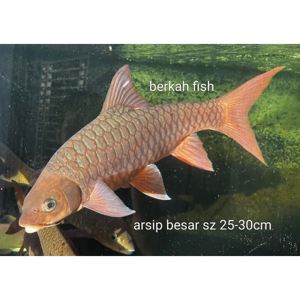 kelah merah/mahseer merah sz 9-10 cm