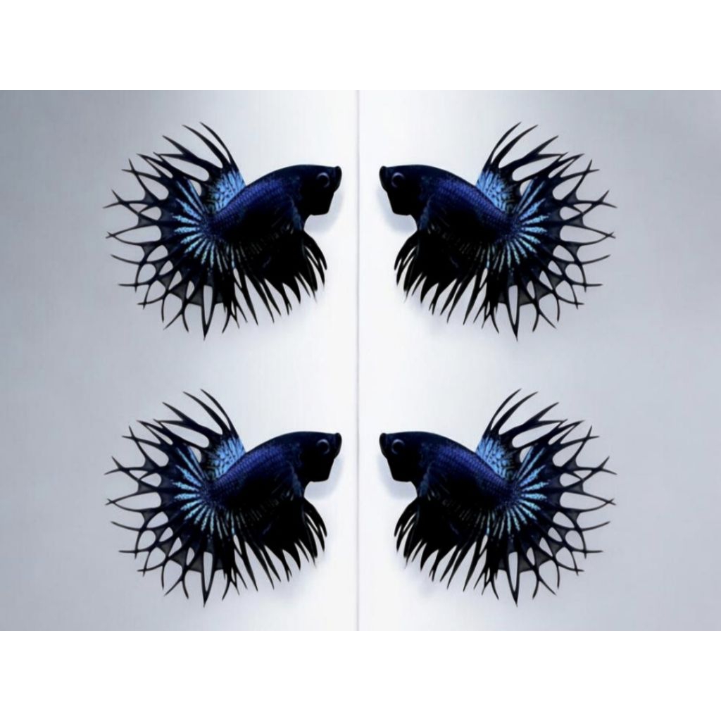 CT BLACK ORCHID CROWNTAIL BLACK ORCHID