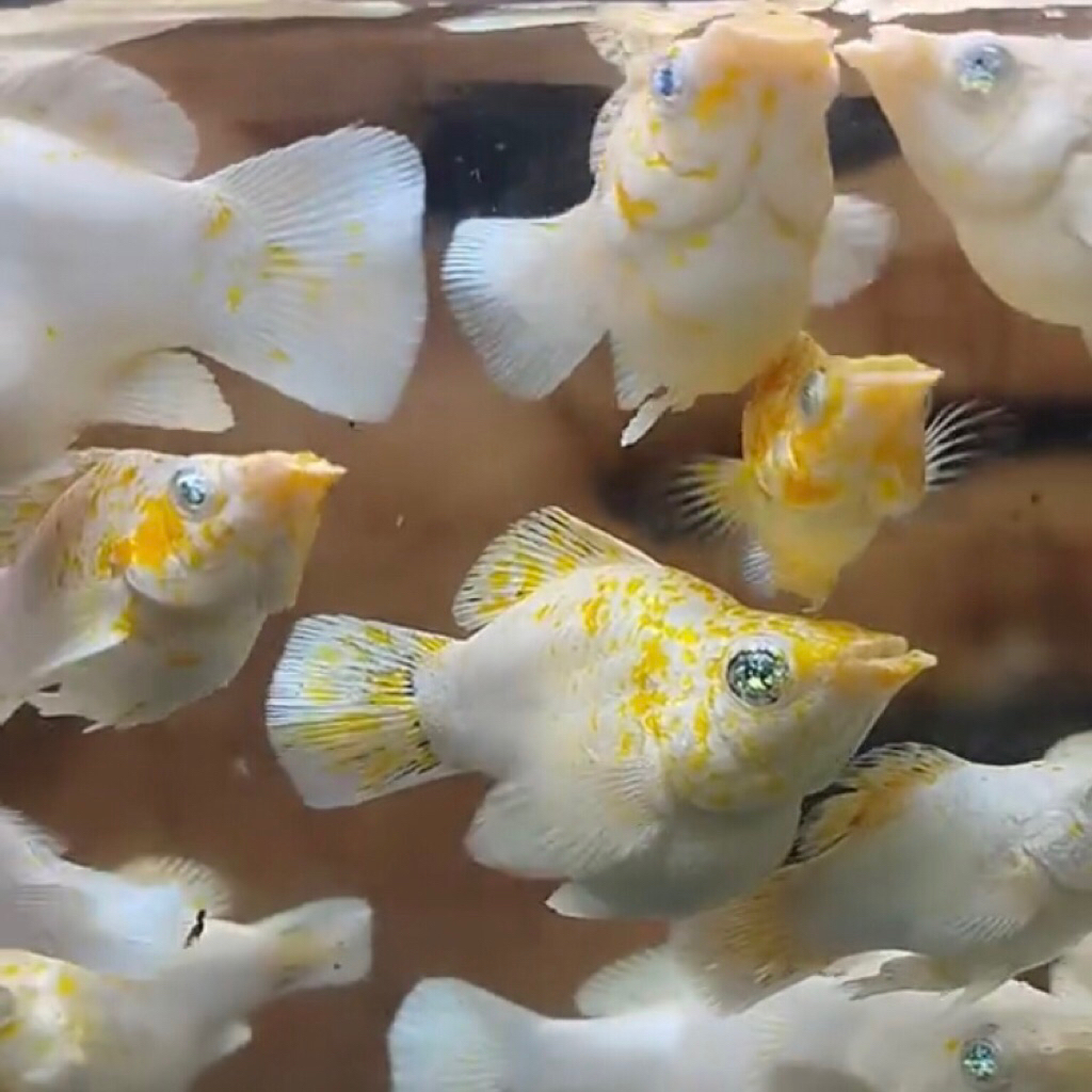 Sakura crystal eyes molly induk - Hiasan Aquarium