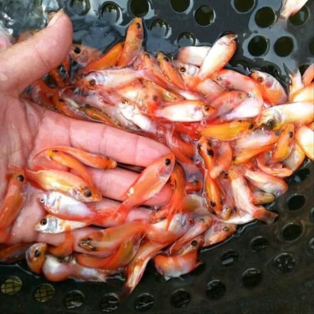 Bibit Benih Ikan Nila Merah 1/2 Liter - Gratis Pelet