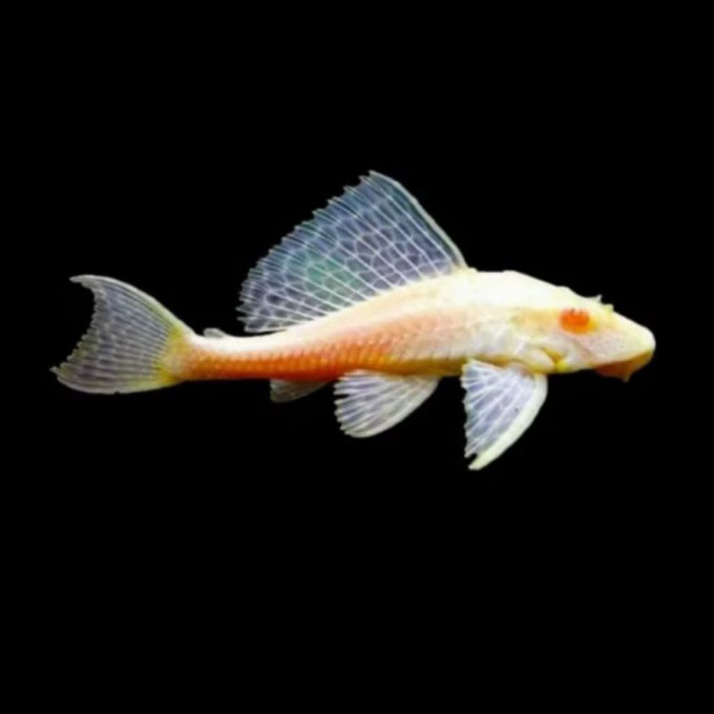 Ikan Sapu Sapu Albino Ikan Hias Pembersih Aquarium Aquascape