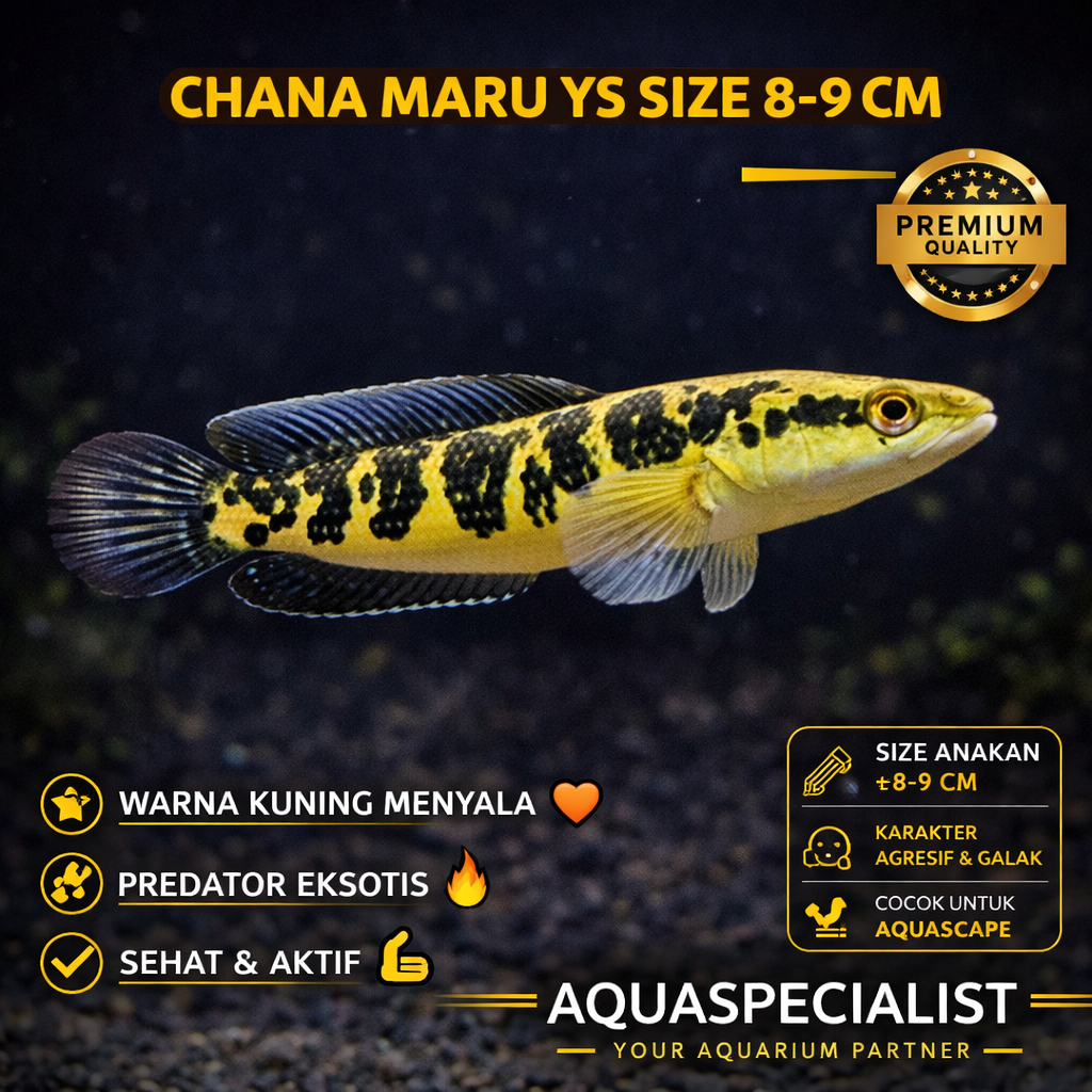 Ikan hias chana yellow sentarum / anakan maru YS / baby channa maru ys / gabus maru YS Borneo