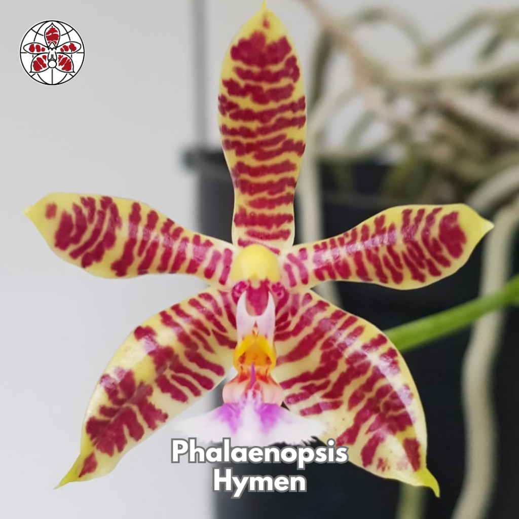 Anggrek Phalaenopsis Hymen