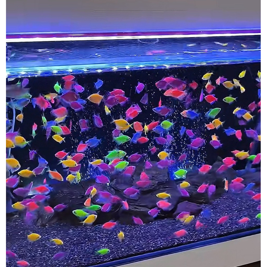 paket 20 ekor ikan glofish tetra hiasan aquarium