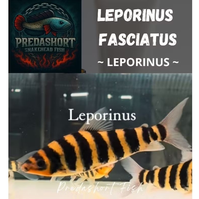 Leporinus Fasciatus / kaos kaki bergaransi
