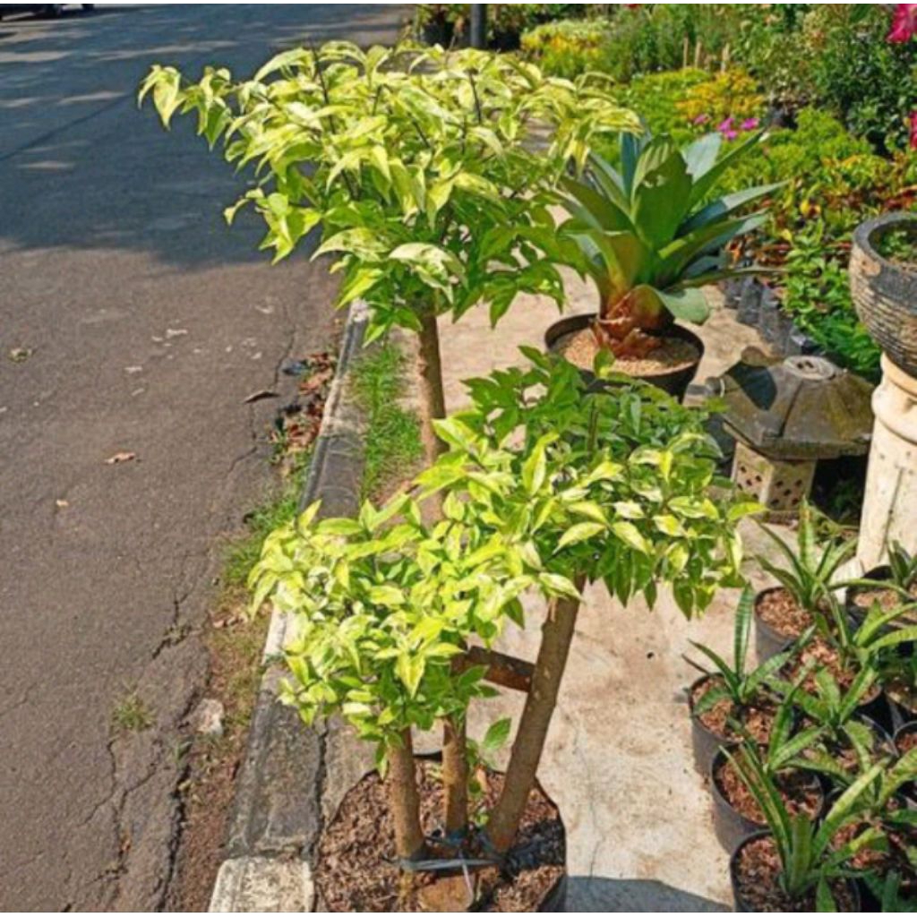 Bonsai Anting Putri - Bonsai Anting Putri Tinggi Berbeda - Tanaman Bonsa
