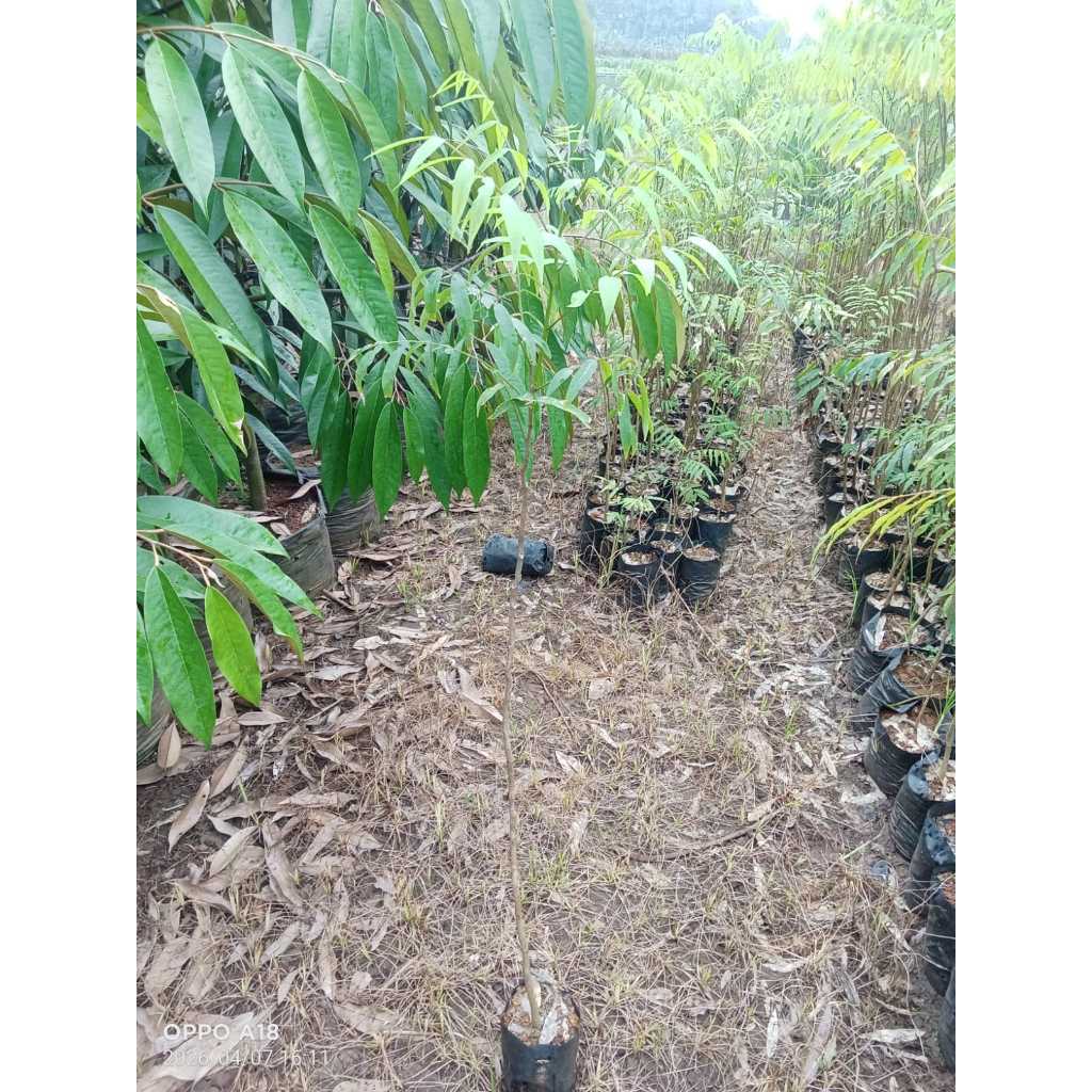 80 Cm - Bibit tanaman Lerak  - Mudah perawatan