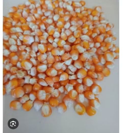 jagung pipil /jagung  pakan ternak 1 kg