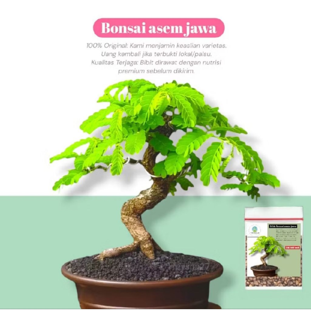 benih biji bonsai asem jawa qualitas pilihan 30butir