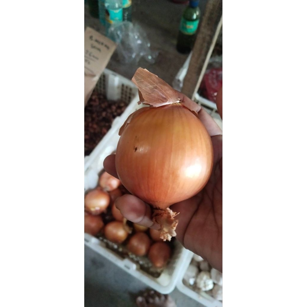 bawang bombay segar medan 250gr