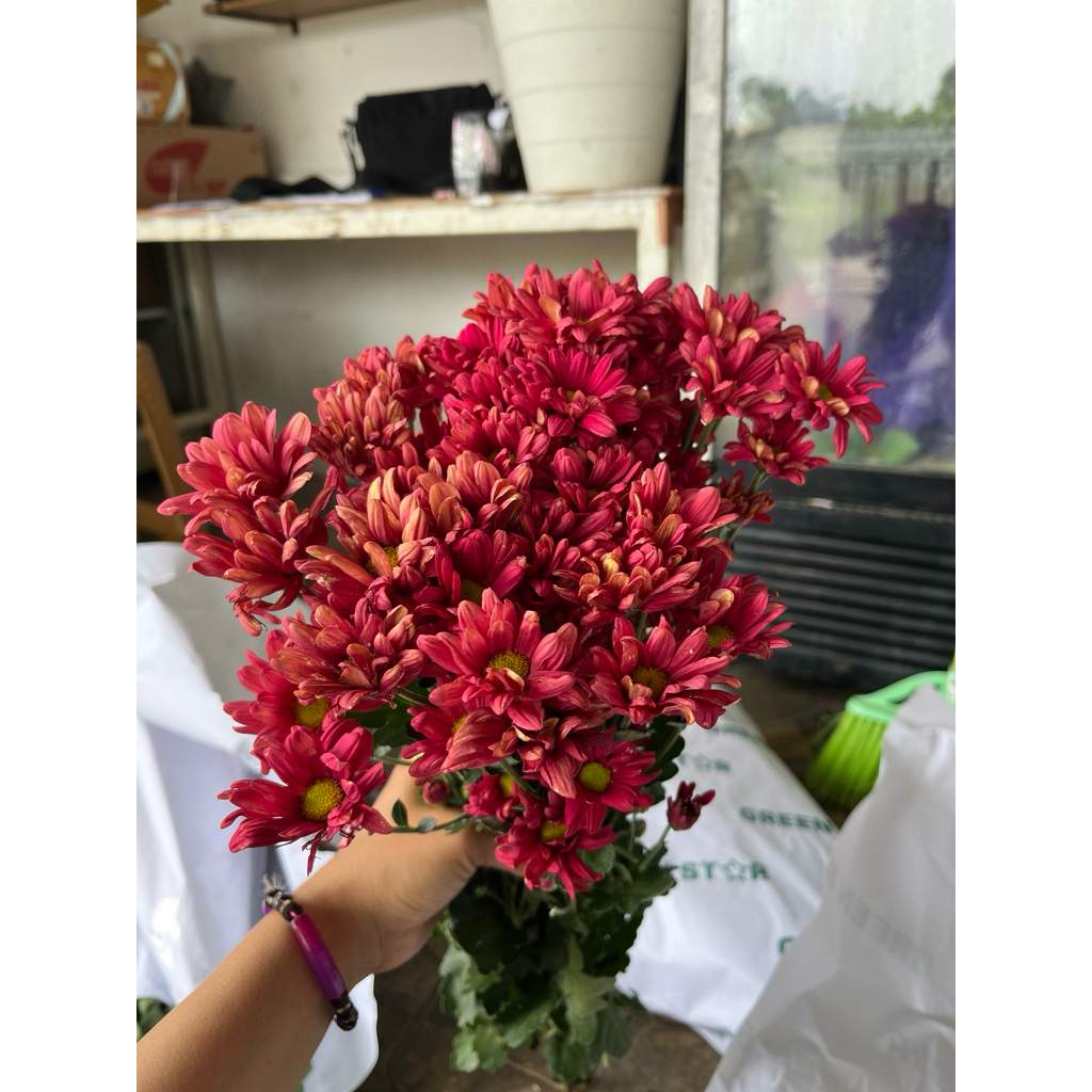 bunga segar aster/bunga potong aster