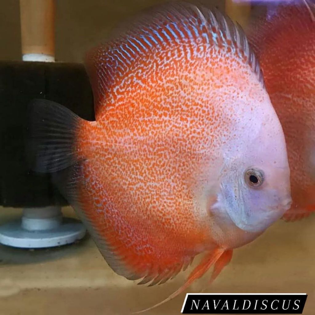 Discus aquascape Snow leopard ikan hias aquarium
