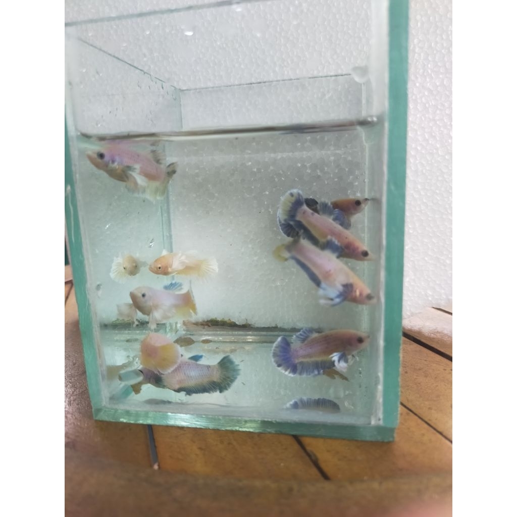 Cupang Dumbo Ear Betina/Female Murah Grade A