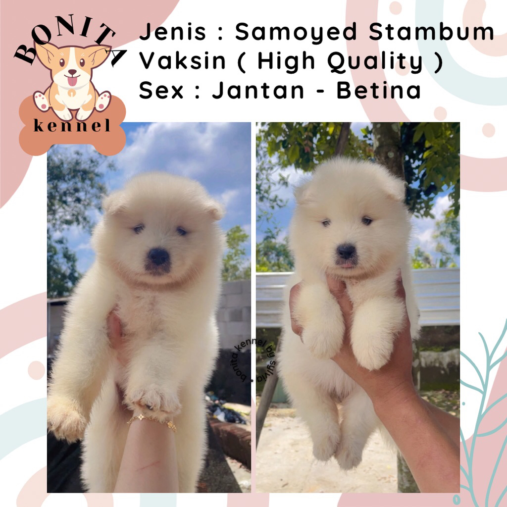 Samoyed Stambum Anak Anjing Samoyed Jantan Betina