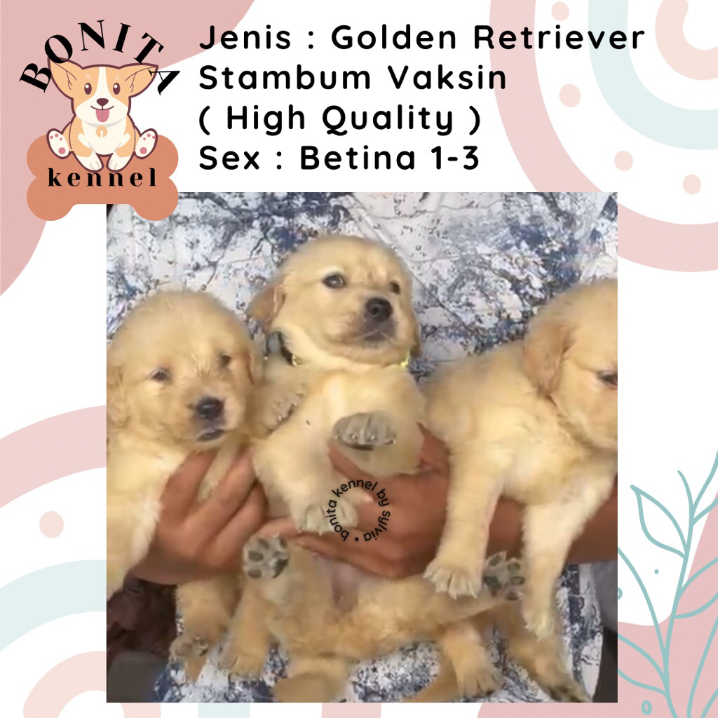 Golden Retriever Stambum Anak Anjing Golden Jantan Betina