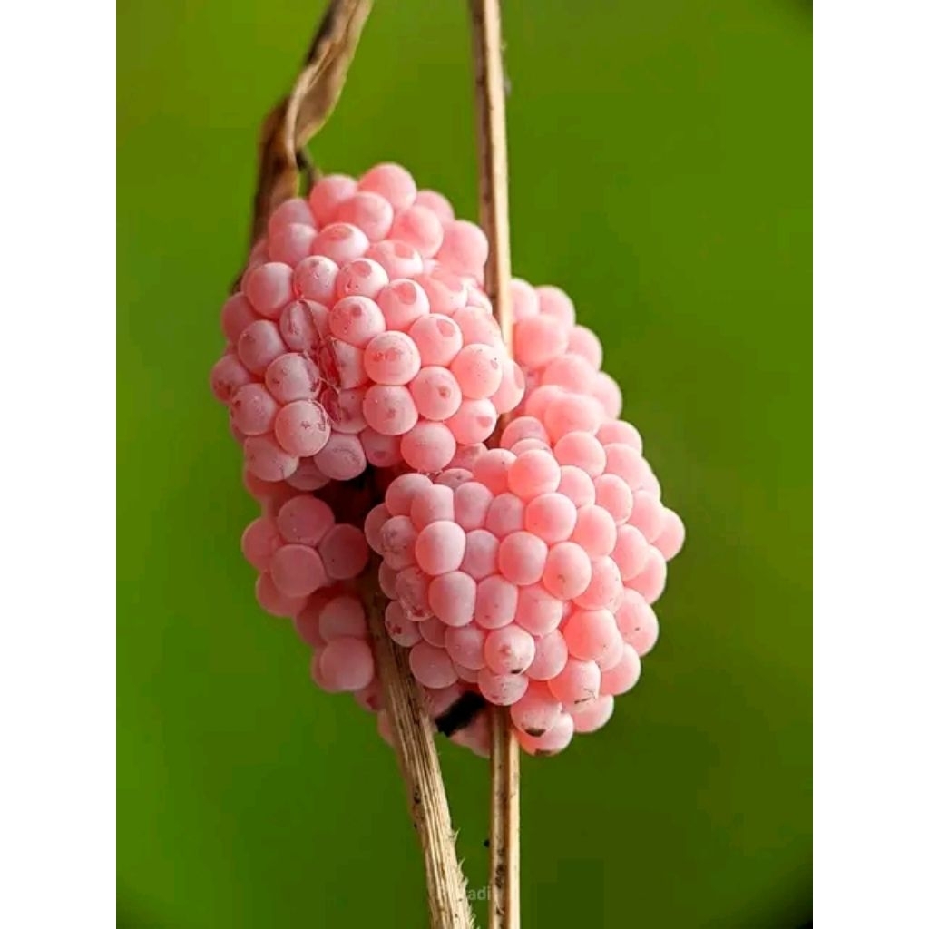Telur keong mas atau keong sawah (10 pcs)