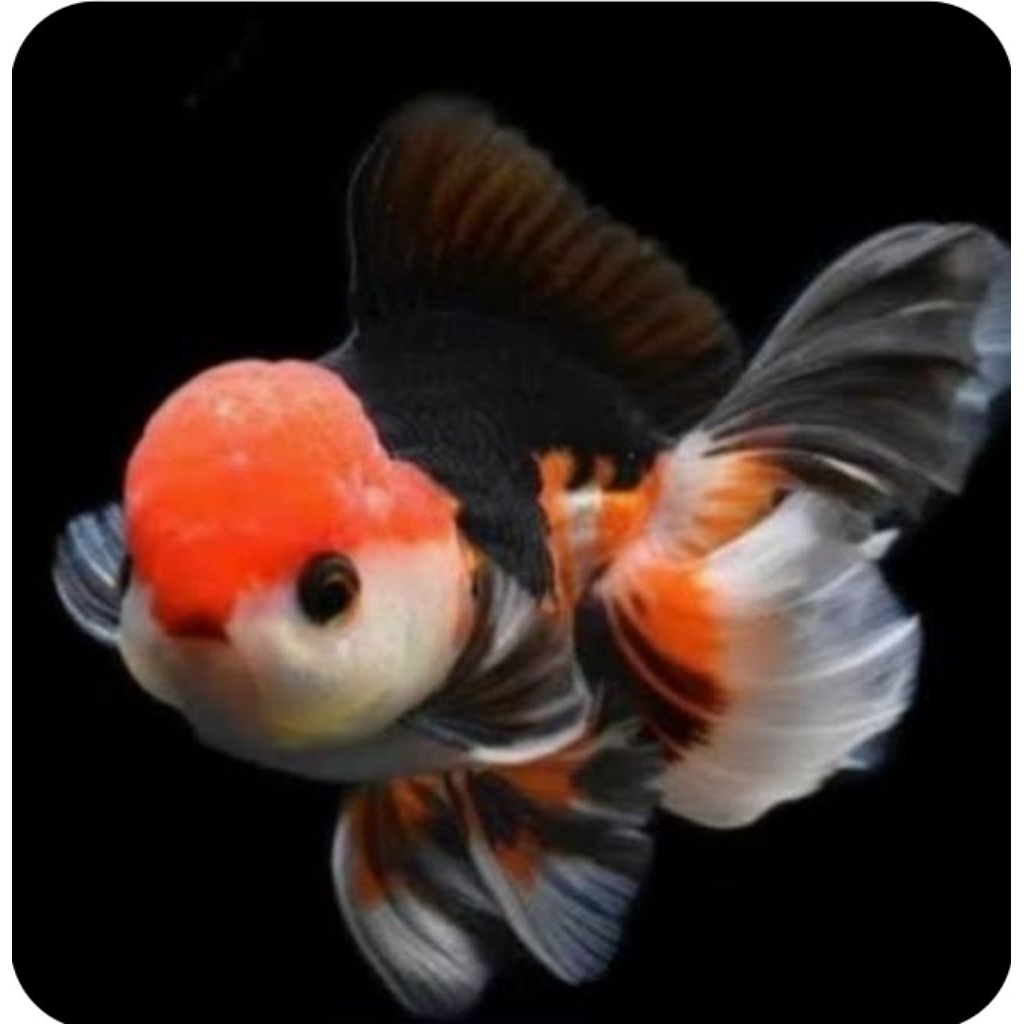 koki panda tricolor