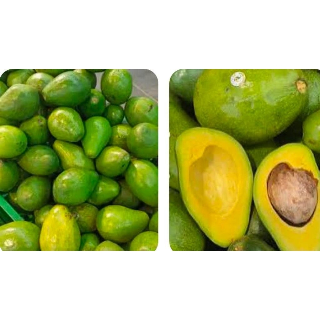 buah alpukat segar medan 1000gr