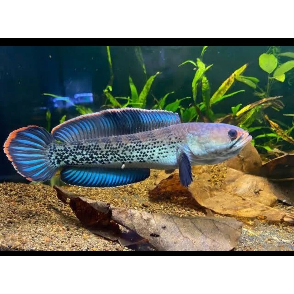 Pakan Stewarti Cb 7-8cm