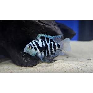 Ikan blue polar