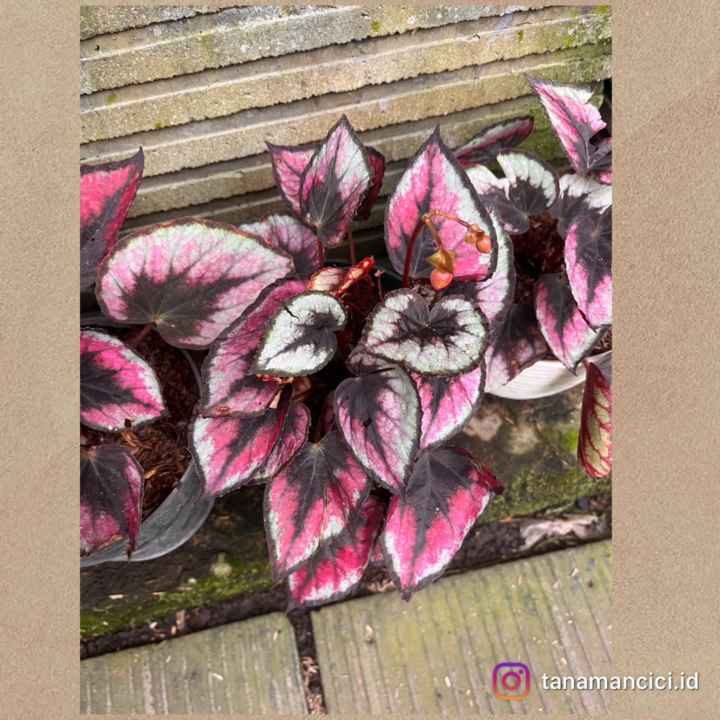 tanaman hias begonia keong pink real pict on pot 20cm