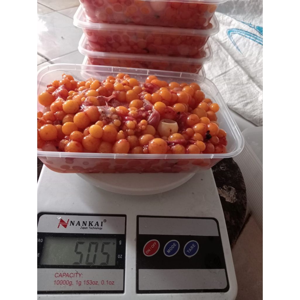 Telor Bulus ( 1/2 kilo ) Umpan Galatama Lele Dan Bawal