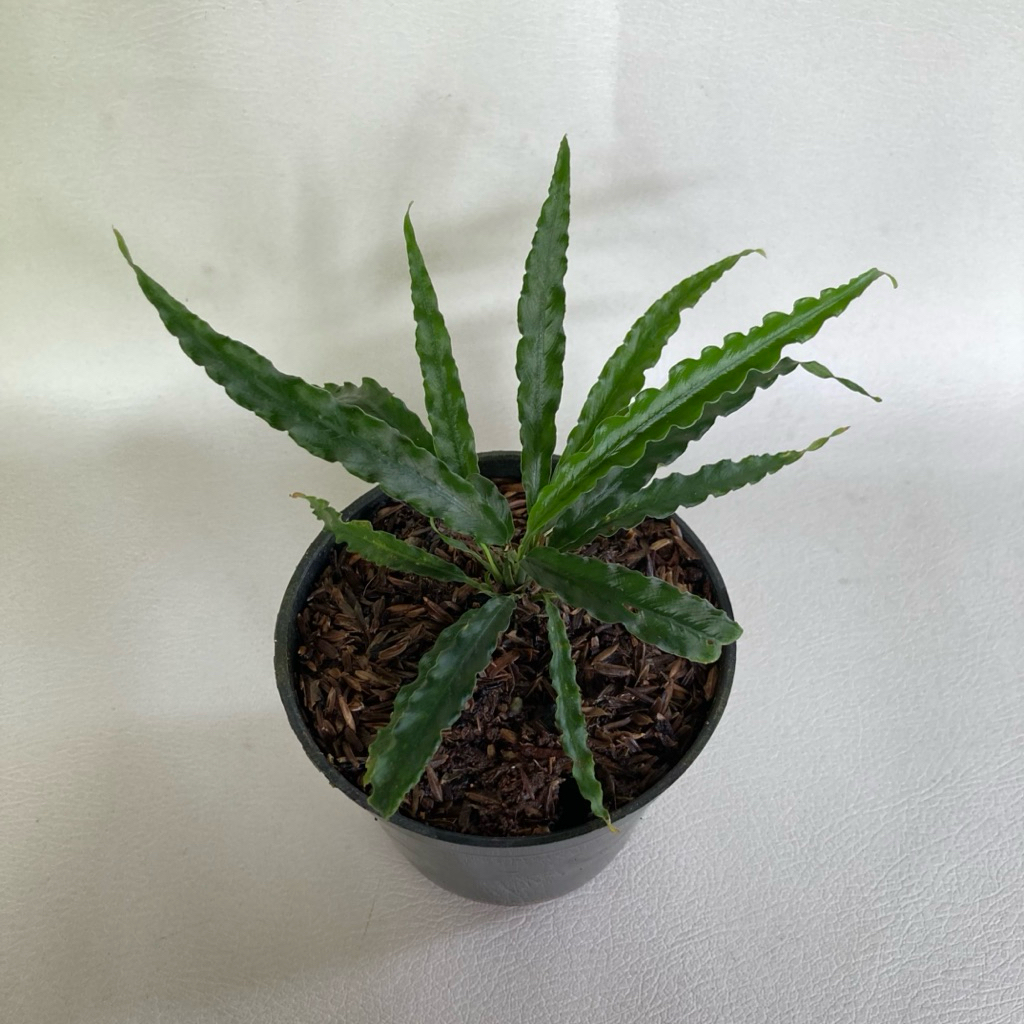 Schismatoglottis Sp Antu / Tanaman hias / Terrarium / Paludarium