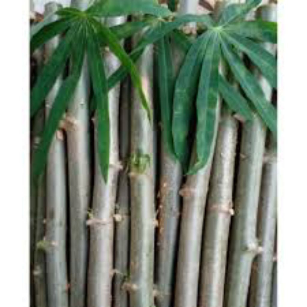 Bibit Daun Singkong Sayur(10 bonus 2)