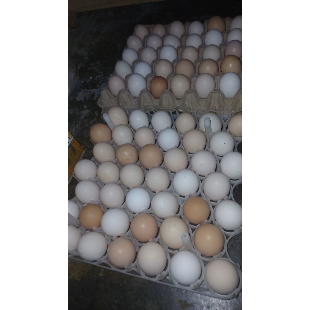 TELUR FERTIL AYAM KUB 2