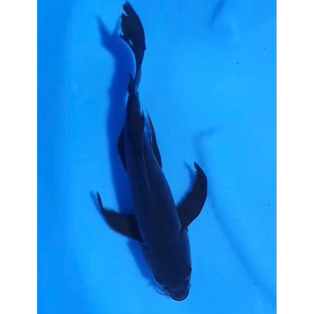 Paket isi 3 koi karasu slayer 4-6cm grade A calon jumbo stok limited hiasan cantik aquarium kolam