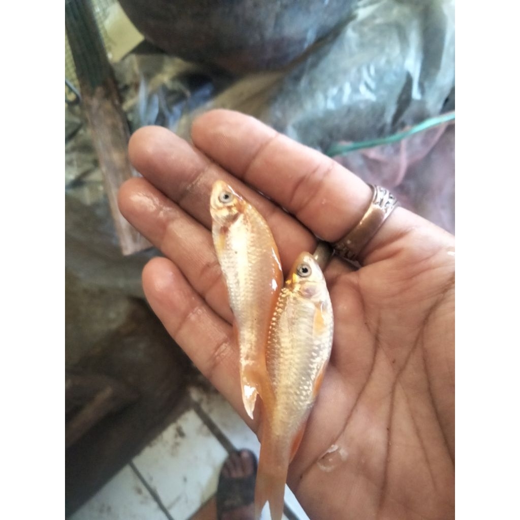 bibit nilem merah per 50ekor