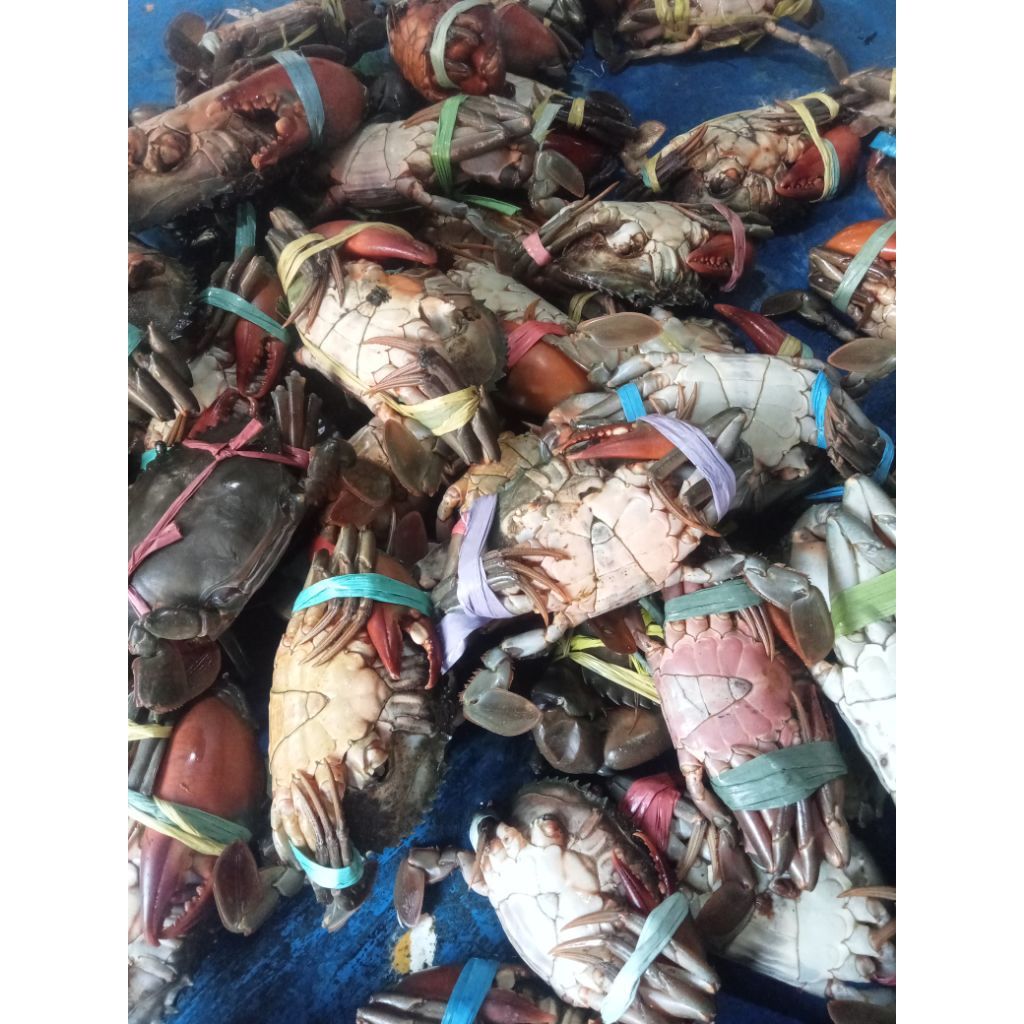 Kepiting segar /hidup