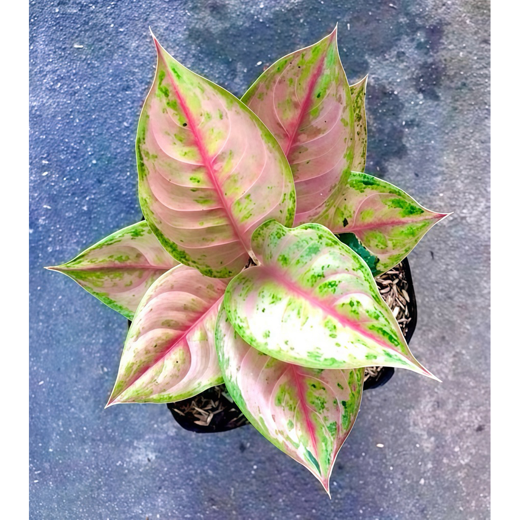 AGLONEMA LIGHT OF DIAMOND (LOD)