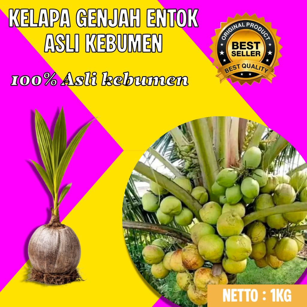 PALING DICARI  Bibit Kelapa Genjah Entok Unggul, Bibit Kelapa Genjah Hijau, Bibit Kelapa Genjah Kebu