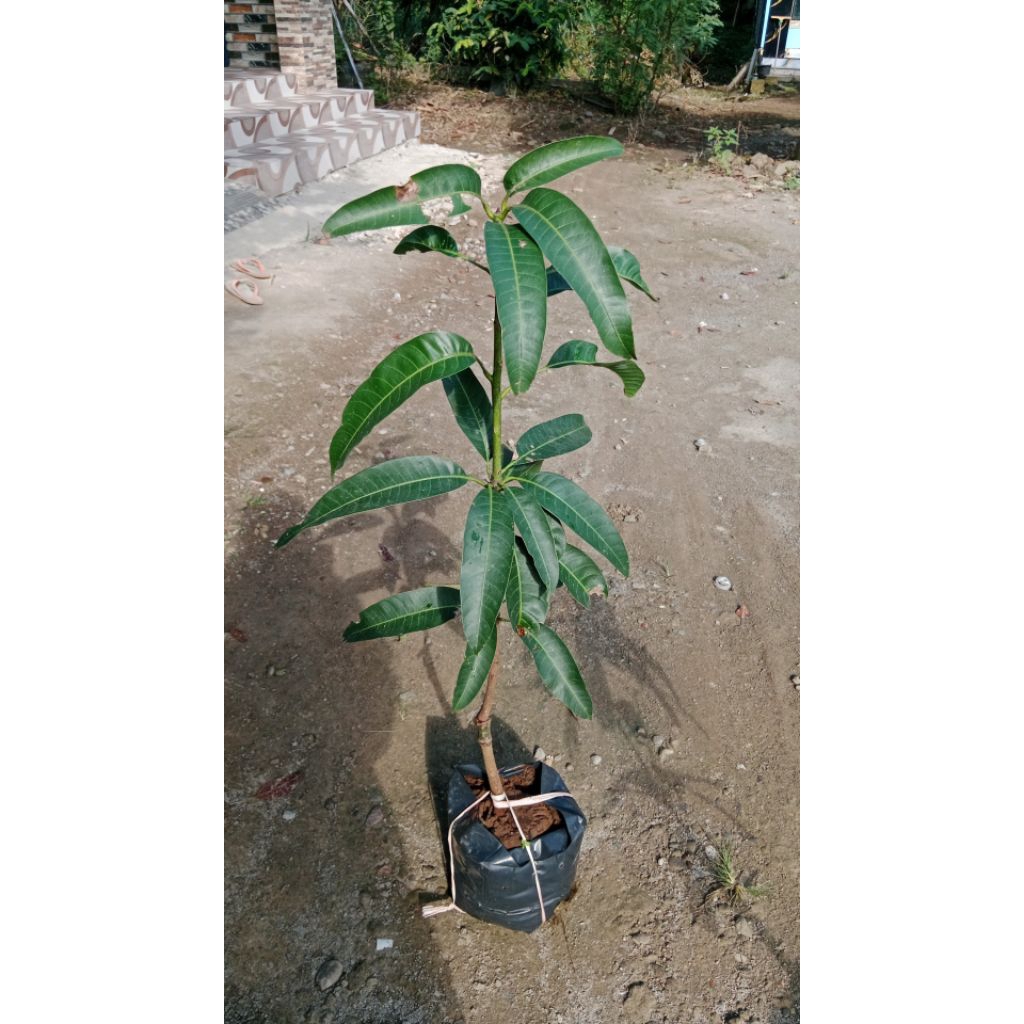 bibit mangga kiojay Thailand