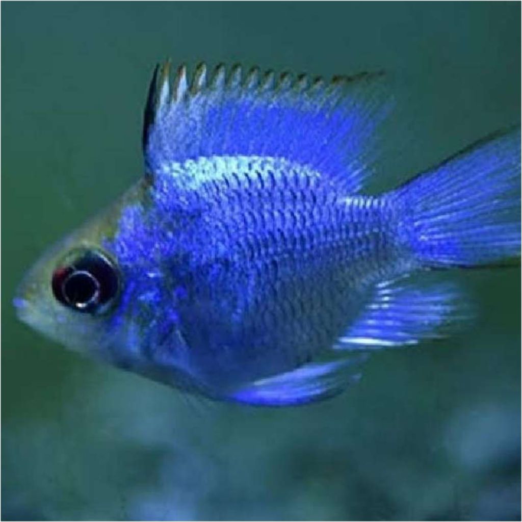 Ikan Blue Electric Slayer Ikan Hias Air Tawar Neon Biru Cerah Sehat Aktif