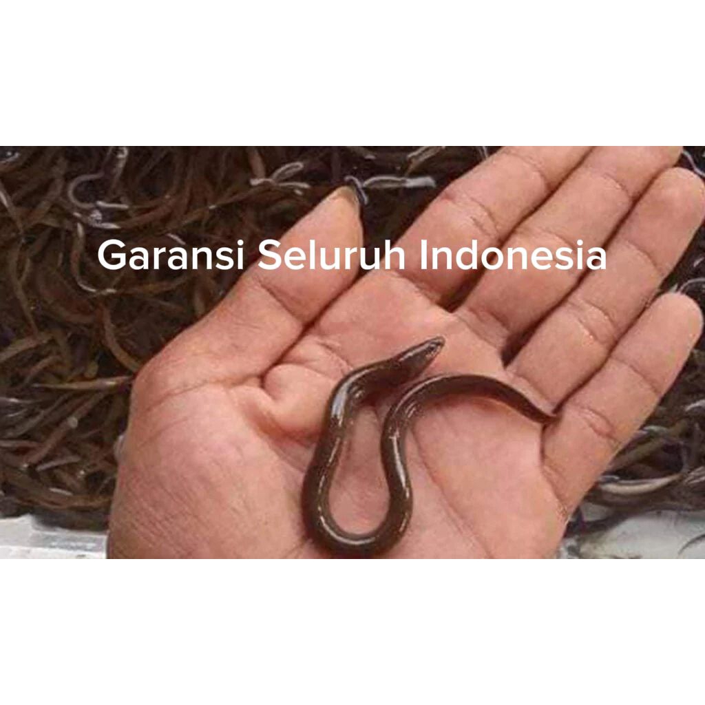 Bibit Belut Paket Budidaya Usaha Belut