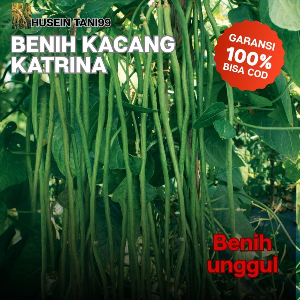 1 botol benih Kacang Panjang Katrina unggul